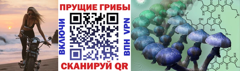 Псилоцибиновые грибы Psilocybe  Заводоуковск 