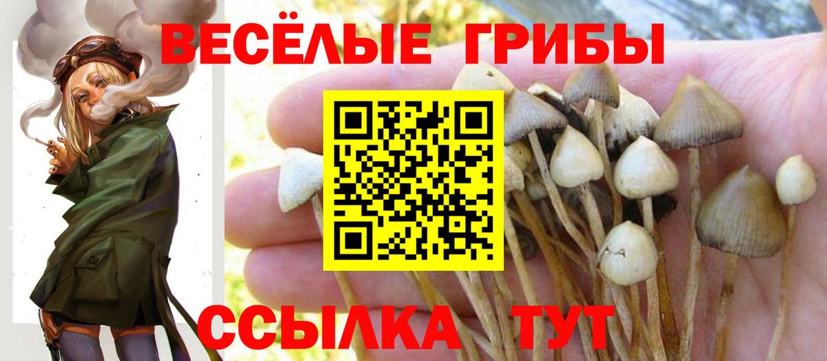 Псилоцибиновые грибы Cubensis  Вход с VPN  Заводоуковск  Галлюциногенные грибы Psilocybe 